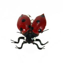 COCCINELLA MAGNETICA IN METALLO Ø 3,5 CM 4 PEZZI