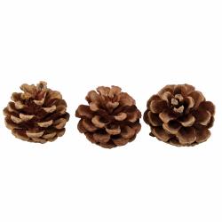 PIGNA NATURALE Ø 5 CM 10 PEZZI