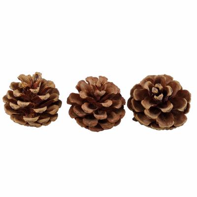 PIGNA NATURALE Ø 5 CM 10 PEZZI